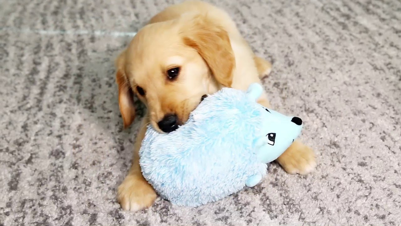 Style for Your Best Friend